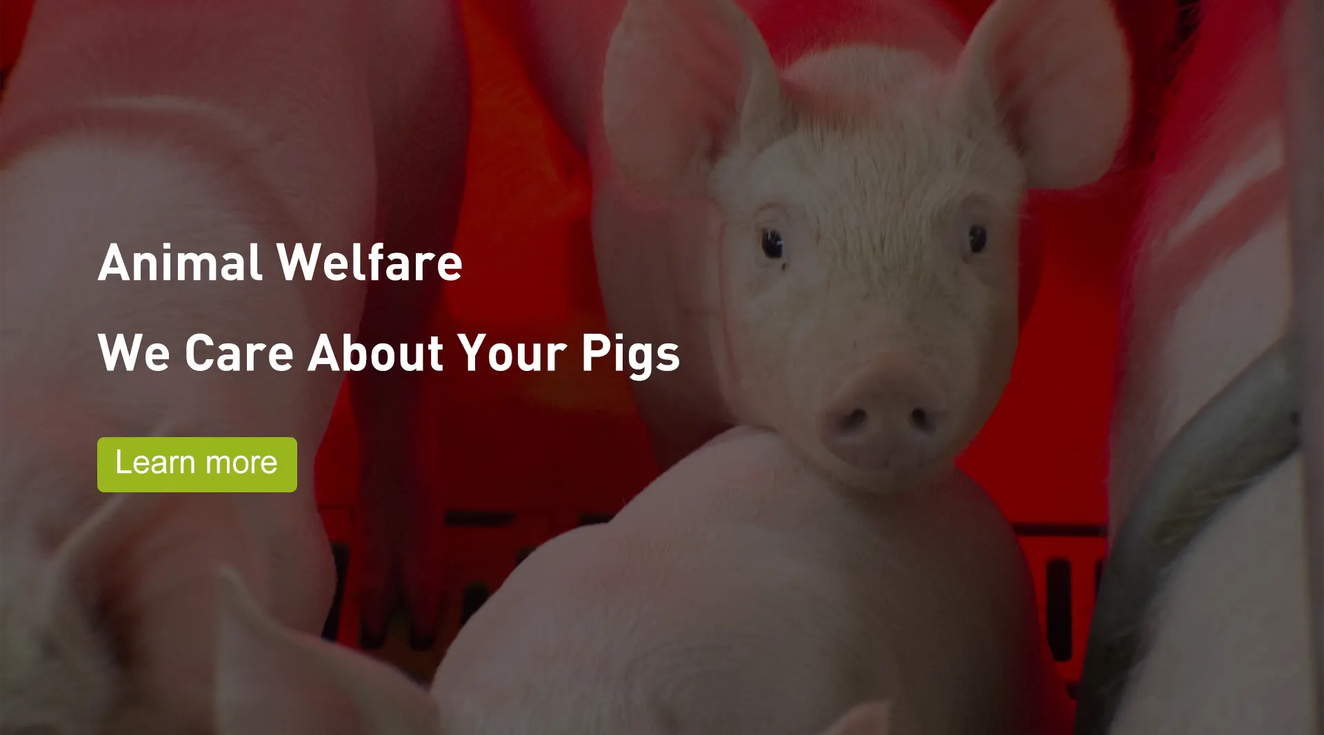 ဝက် Welsafe Farrowing Crate ထုတ်လုပ်သူများ