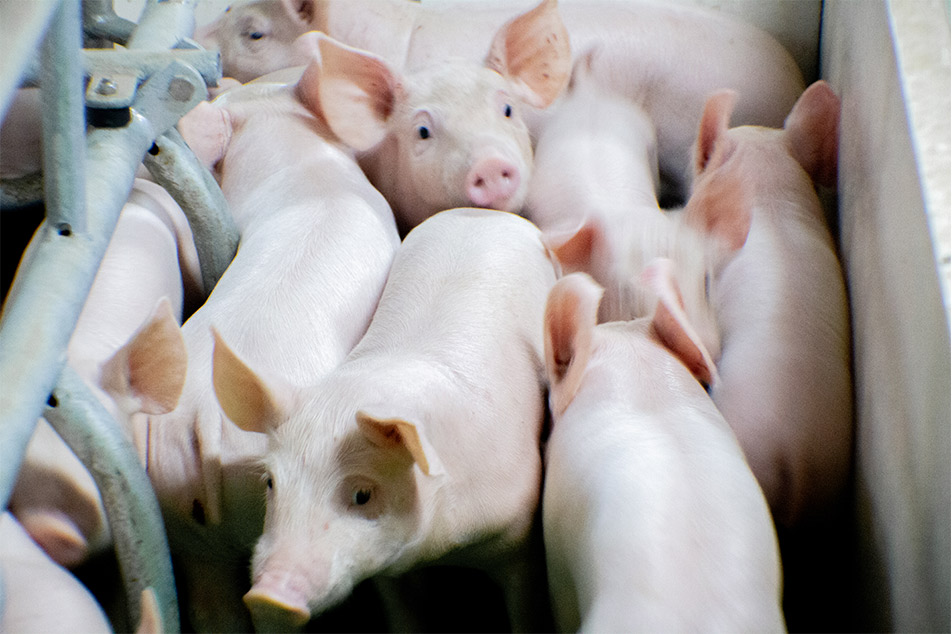 Welsafe Farrowing Crate- Farrowing Management တွင် ဝက်သားကောင်းကျိုးကို မြှင့်တင်ပေးခြင်း