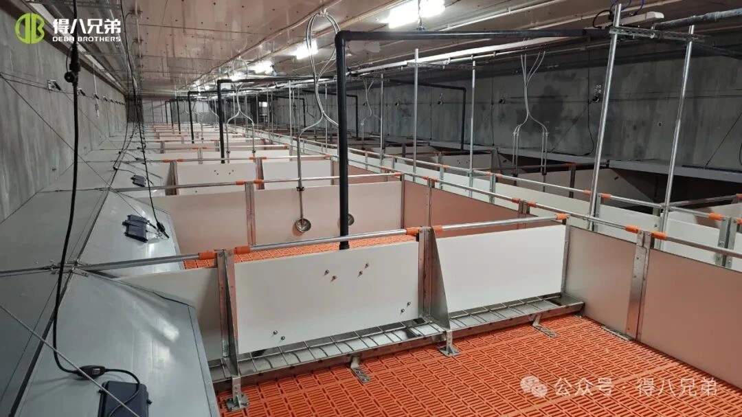 ပူပြင်းသောရာသီဥတုတွင် ဝက်မွေးမြူရေးခြံများရှိ အပူဒဏ်ကို ကာကွယ်ခြင်းနှင့် စီမံခန့်ခွဲမှု